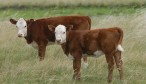 GANADERIA CRIA-009