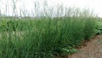 Avena negra (Avena strigosa)