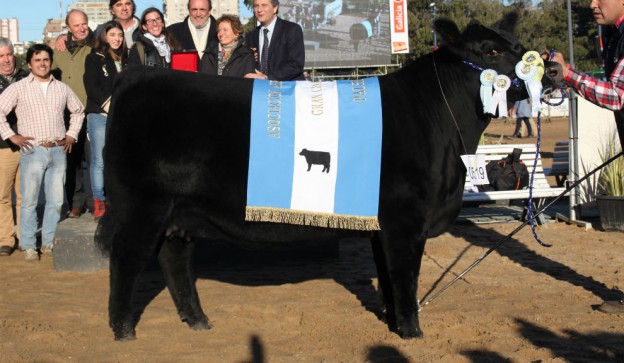 Gran Campe N Hembra Angus Supercampo