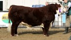 Reservado Gran Campeón Macho Polled Hereford. FOTO: SRA.