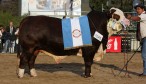 Gran Campeón Macho Braford 2014. FOTO: SRA