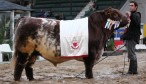 Gran Campeón Macho Shorthorn. FOTO: SRA