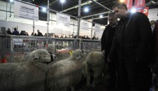 Daniel Pelegrina, vicepresidente de la SRA, y Alejandro Rodríguez, ministro de Asuntos Agrarios bonaerense, ayer en la muestra. FOTO: DyN.