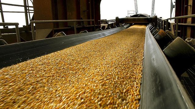 La exportación de maíz batió un nuevo récord