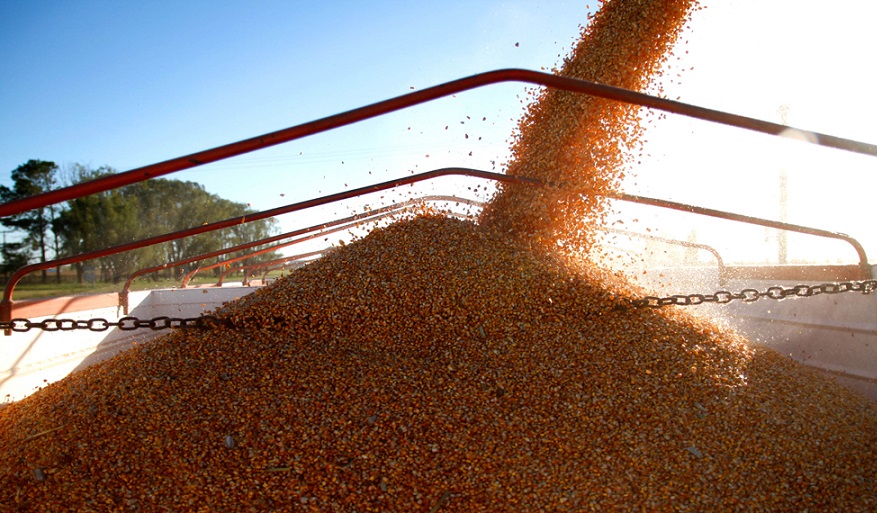 El USDA recortó las proyecciones de maíz para EEUU