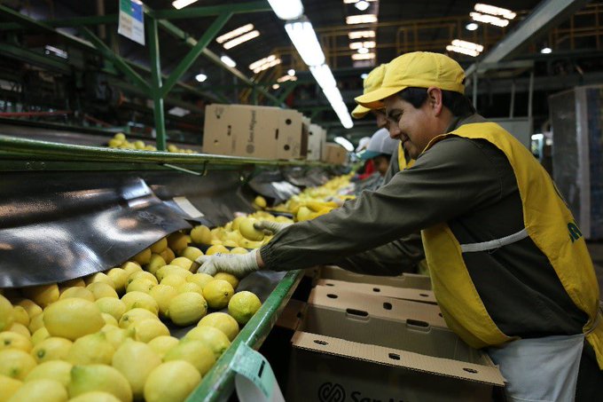 Argentina inició exportaciones de limones a India