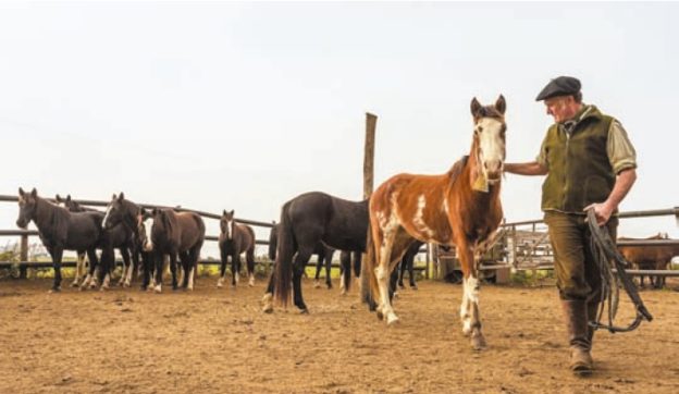 El maestro de caballos
