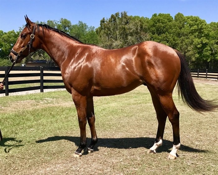 c-mo-elegir-un-buen-caballo-supercampo