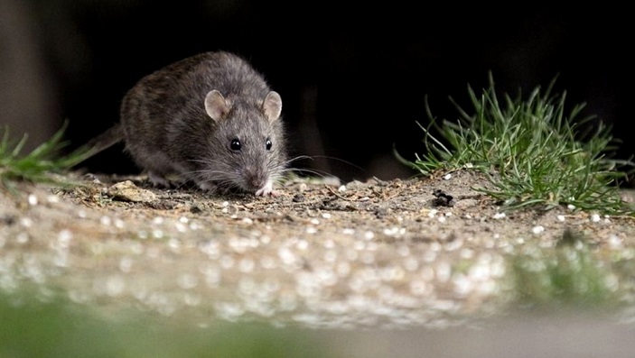 Cómo prevenir el hantavirus en zonas rurales