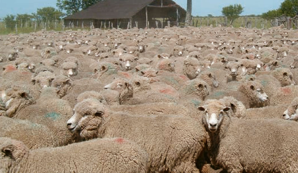 El sector ovino en Corrientes busca más rentabilidad alrededor de la carne de cordero y las lanas