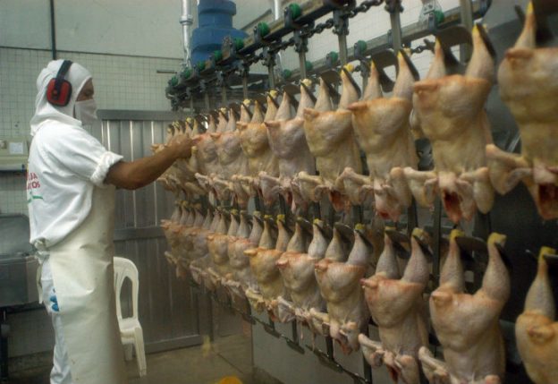 Crecerán la producción y consumo de carne de pollo | Supercampo
