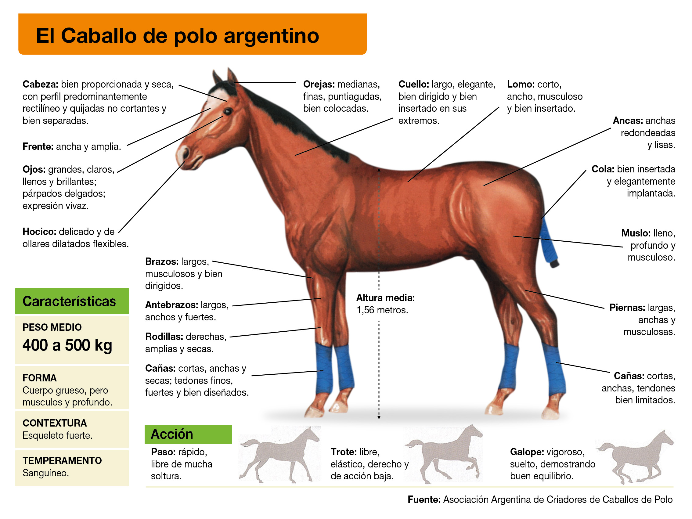 Características del caballo de polo argentino | Supercampo