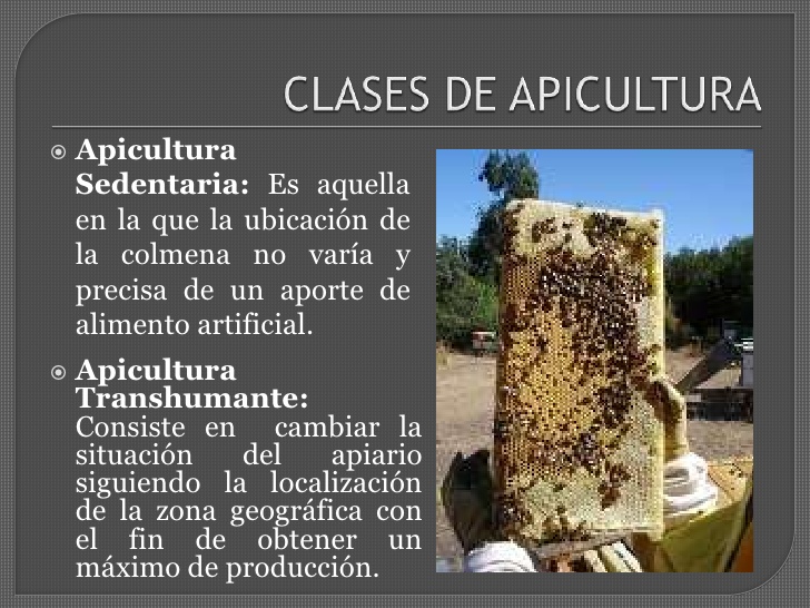 apuntes sobre apicultura | Supercampo