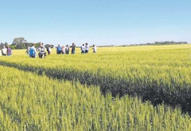 A CAMPO. Fertilizar realizó una salida a campo para analizar distintas apuestas de fertilización en trigo esta campaña.
